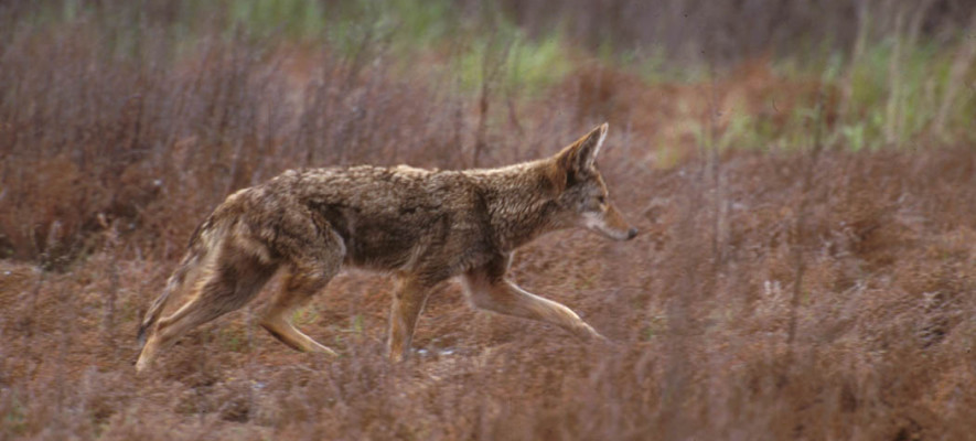 Coyote USFWS