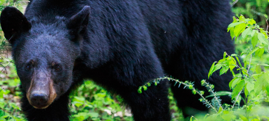 Main Bear Lawsuite Banner