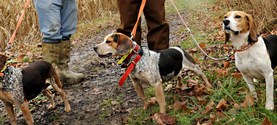 USSA TV Dog Wars Banner