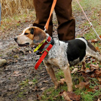 USSA TV Dog Wars Banner